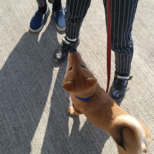 横浜の愛犬のしつけ方教室/ファン