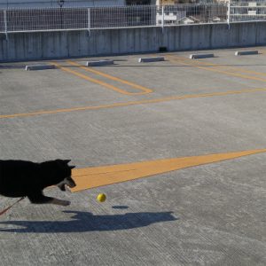 横浜の愛犬のしつけ方教室/むぎ,麦ボール遊び
